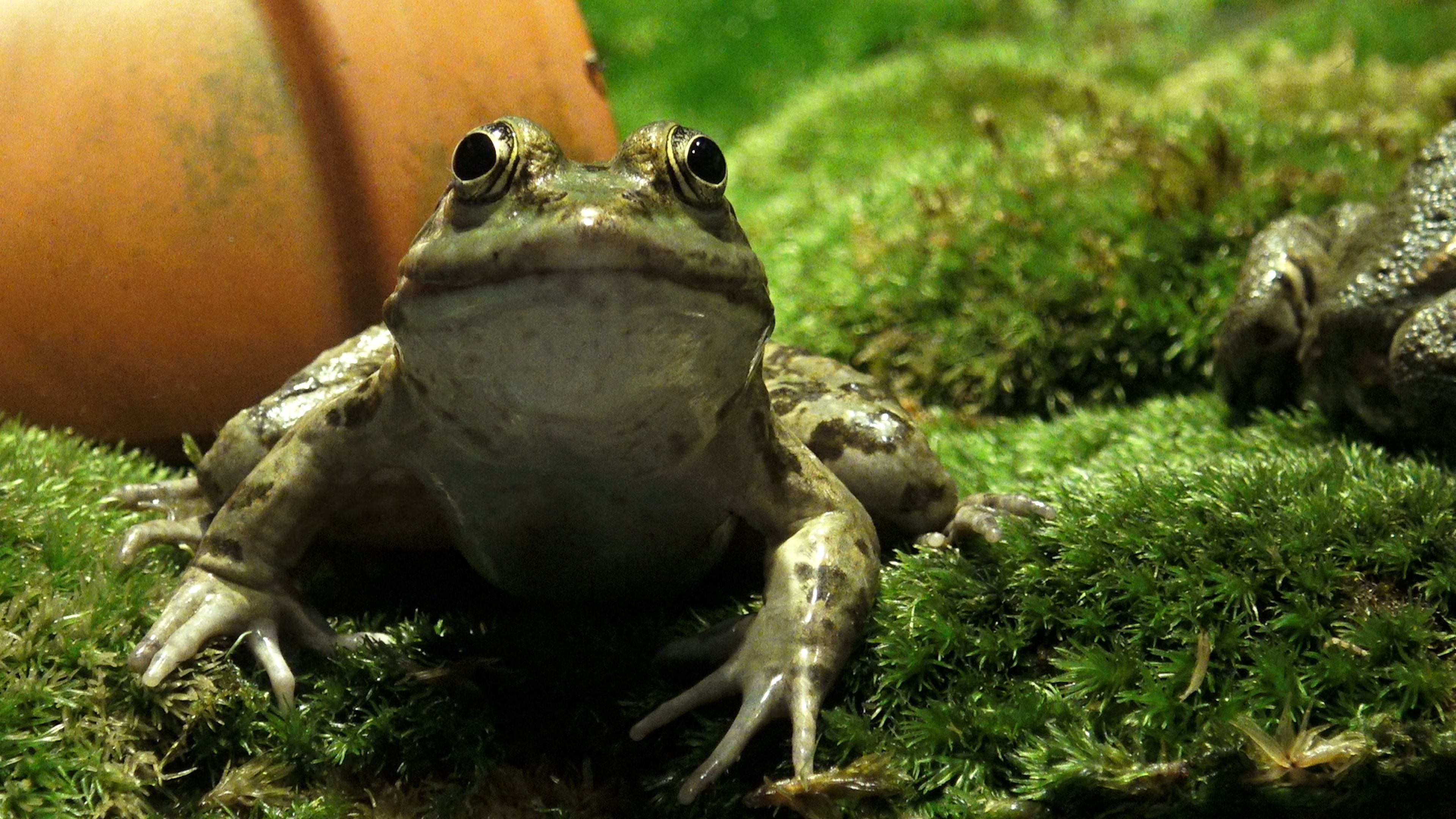 A table les grenouilles !