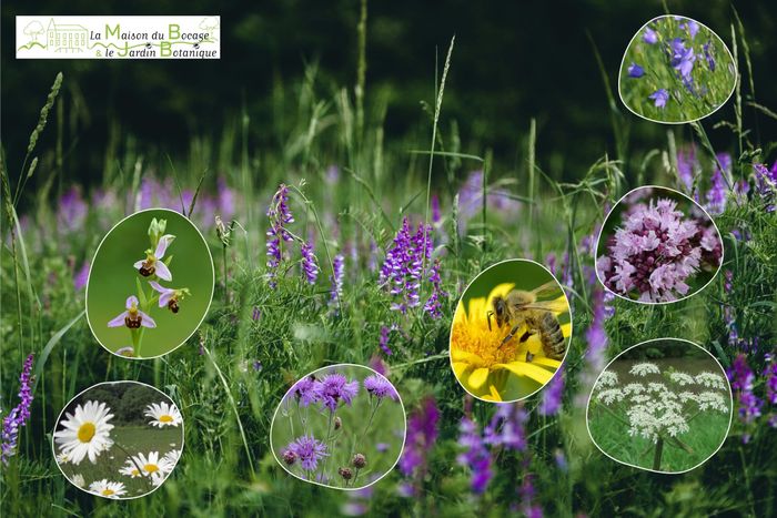 «Patrimoine naturel en danger de la région des Hauts de France»