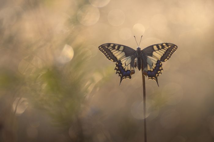 Affiche — Atelier de curiosité : Photographie naturaliste
