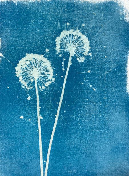 Empreintes de lumière
Découvrez une sélection d'ouvrages sur l'histoire de la photographie et initiez-vous au cyanotype.