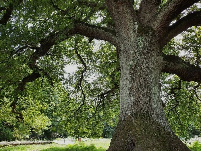 Le secret des vieux arbres : une biodiversité cachée