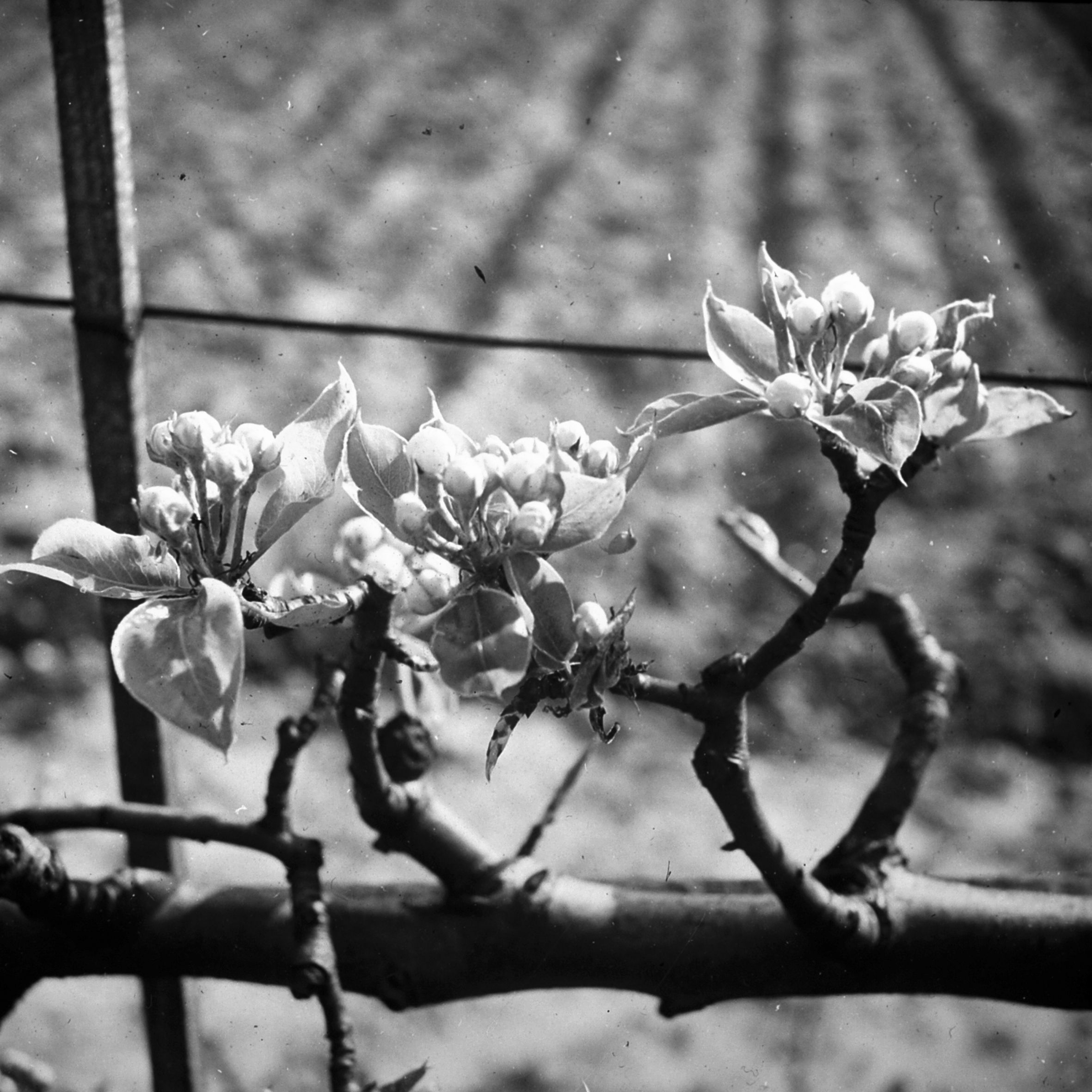Photographie végétale