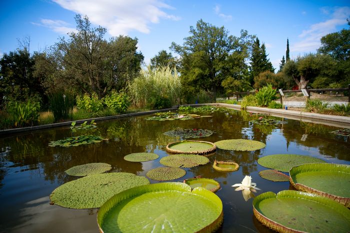 Plantes surprenantes - Ouvrez grand les yeux !