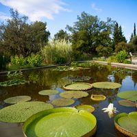 Plantes surprenantes - Ouvrez grand les yeux !