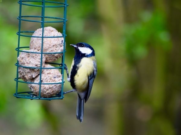 BOULES A GRAINES POUR LES OISEAUX