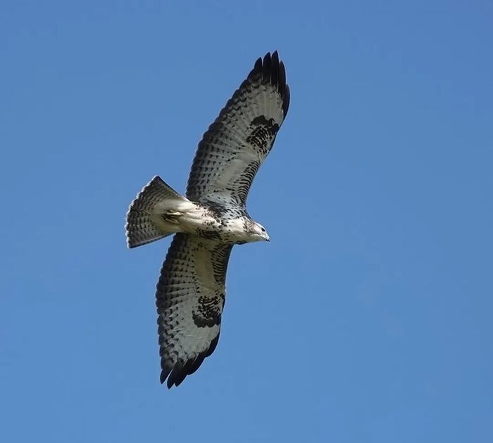 Sortie coorganisée par Île-de-France Nature