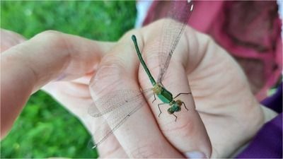 A la recherche des insectes du Parc du Grand Blottereau