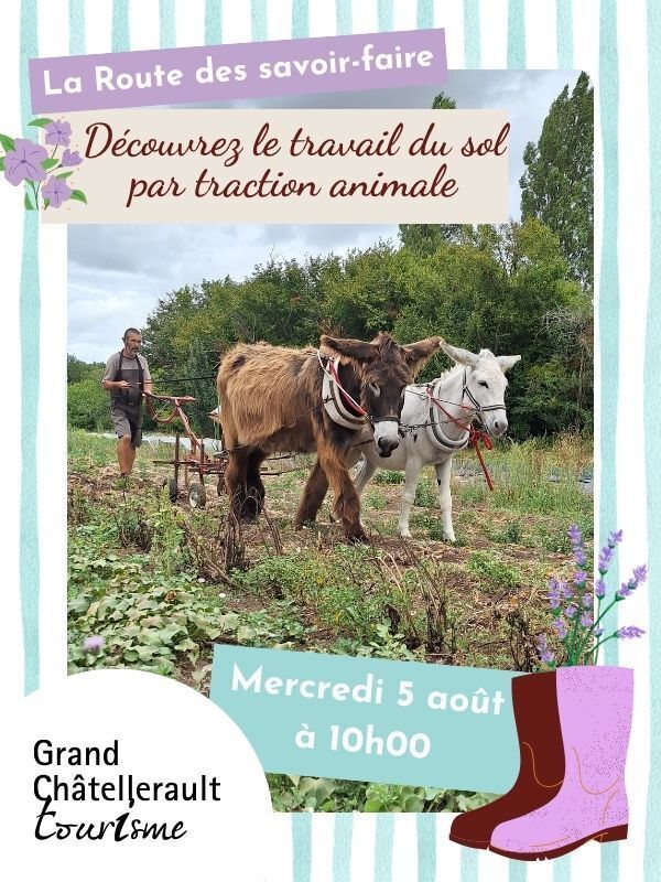 Découvrez le travail du sol par traction animale
