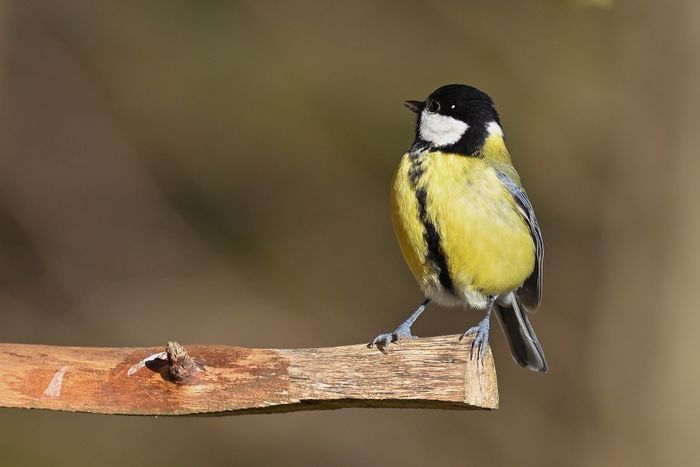 Apprendre à identifier les oiseaux locaux