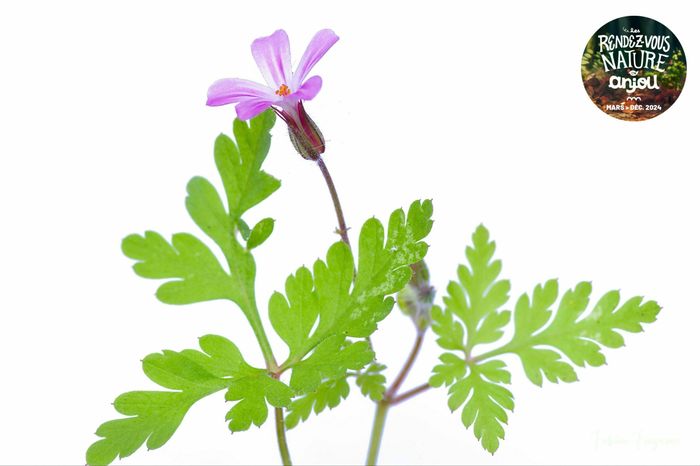 Herbier Photographique
