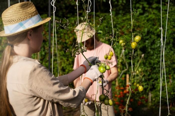 Tomates : repiquage et tuteurage