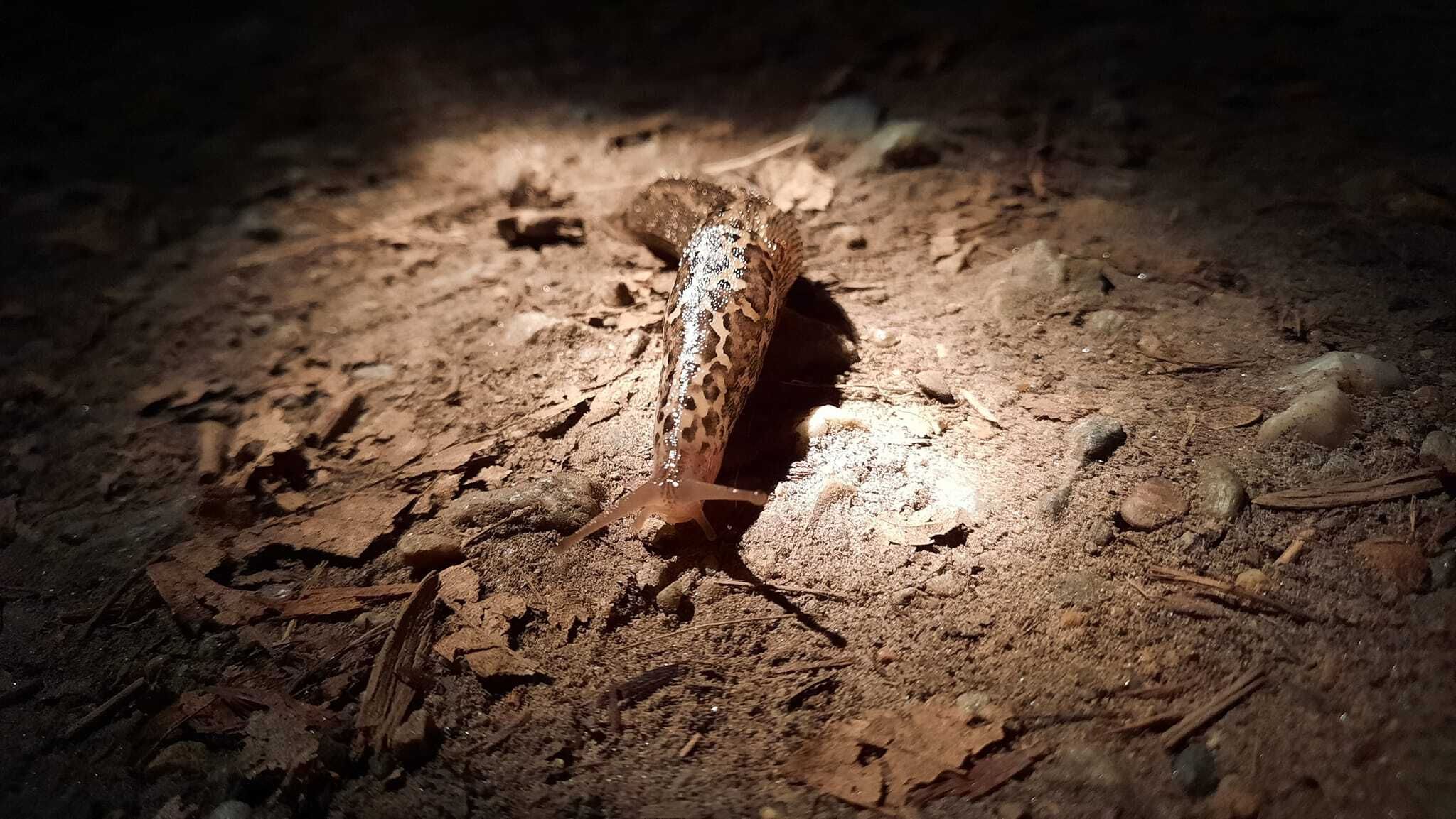 Sortie au crépuscule et la nuit au bord de l’Erdre de la Jonelière à la Desnerie