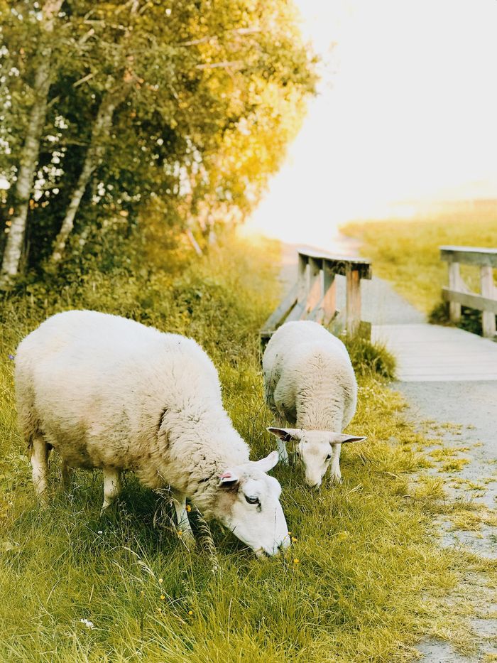 Foire aux chevreaux