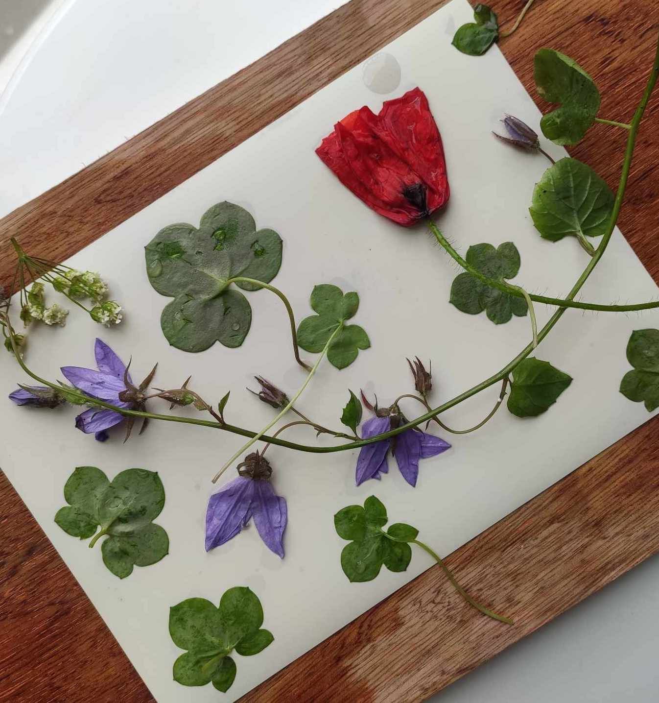 Phytographie et cyanotype