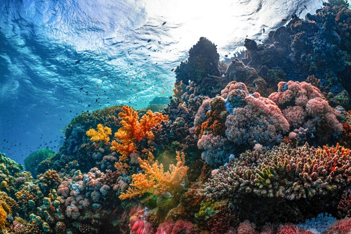 Comment le vivant peut-il inspirer nos façons d’aménager et de restaurer les milieux marins ?