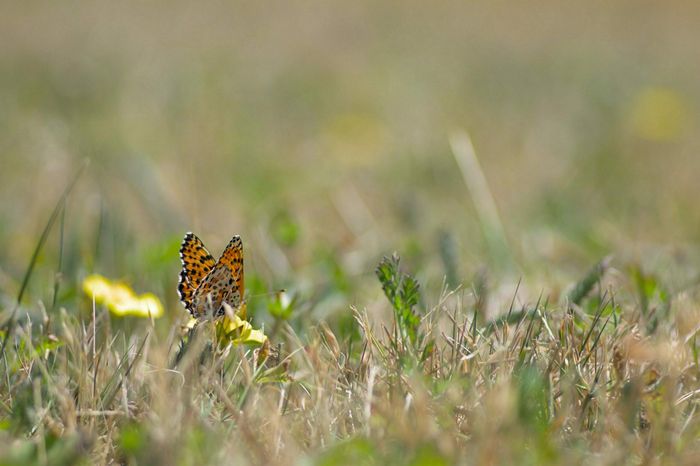Venez fêter la Nature avec l’ADEME !
