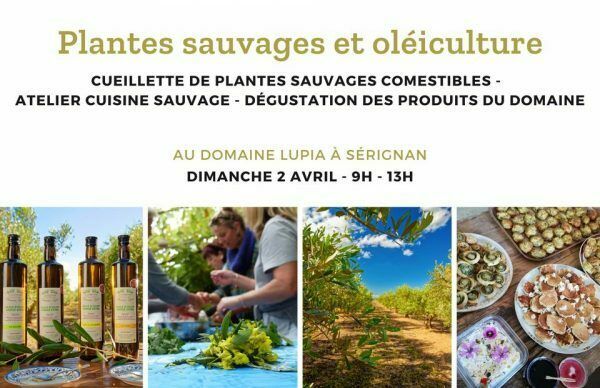 Atelier plantes sauvage & Oléiculture