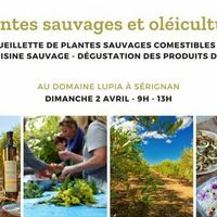 Atelier plantes sauvage & Oléiculture