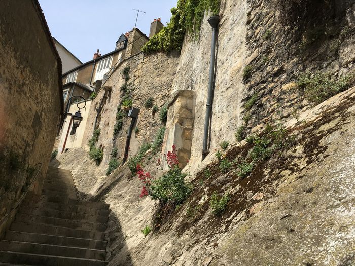 Découverte des plantes sauvages dans les rue de Nevers
