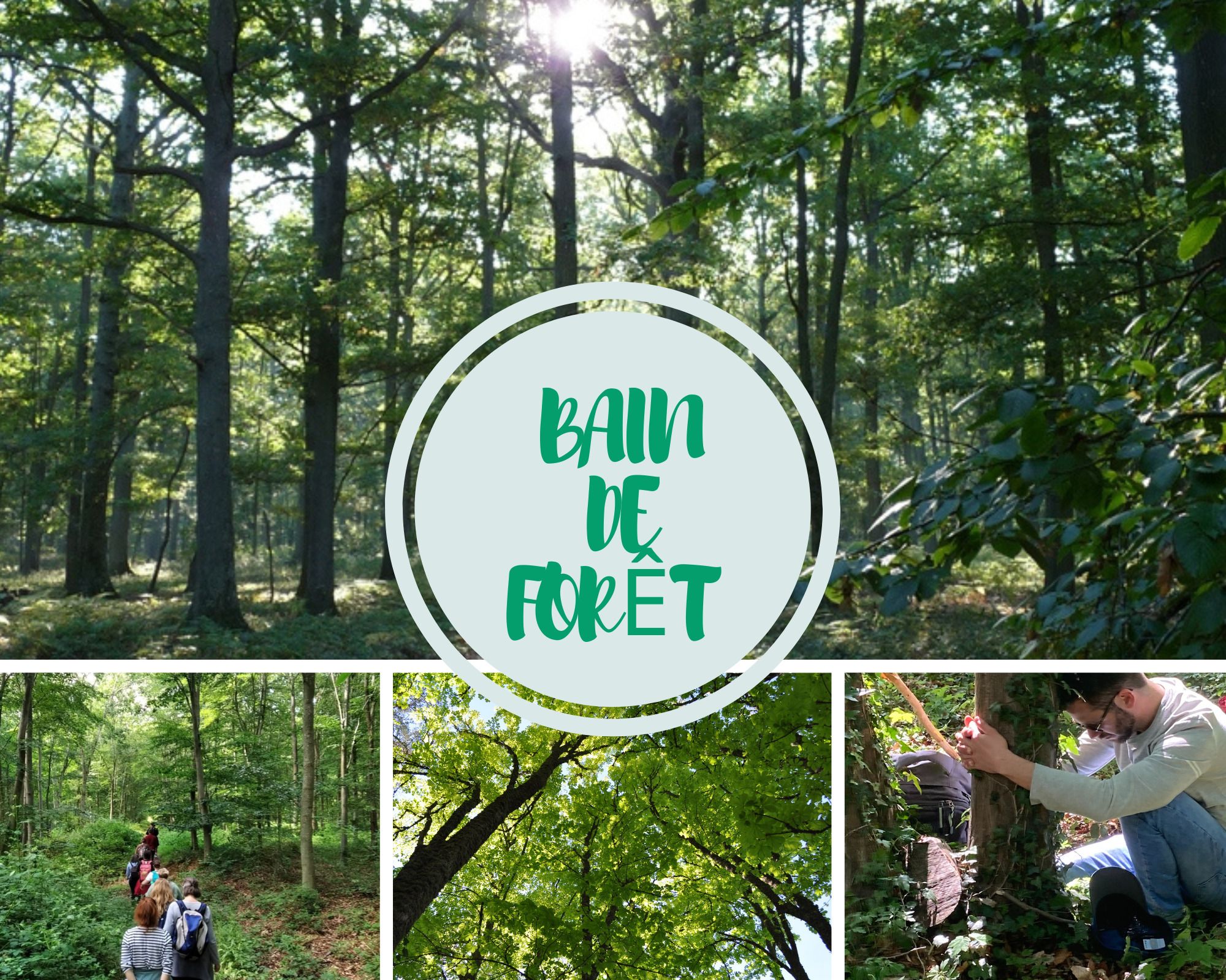 Bain de Forêt : une "bulle verte" relaxante et inspirante au milieu des arbres...
