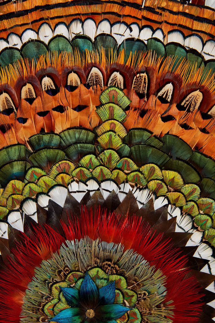 Découvrez l'art de la plumasserie avec Fanny Litzia, artiste plumassière