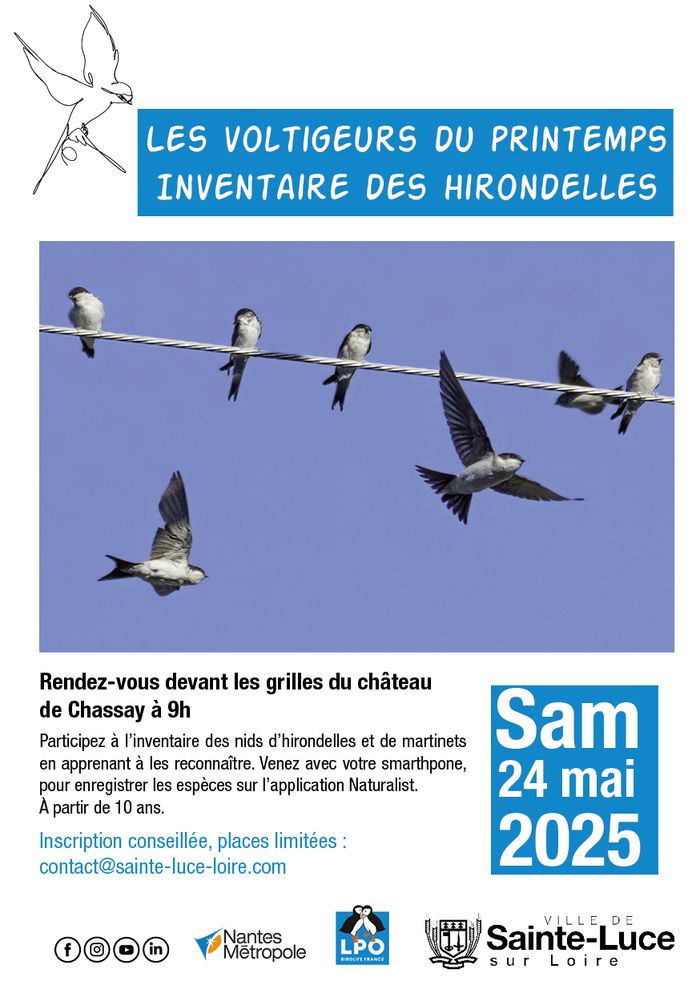 Balades de la biodiversité - Les voltigeurs du printemps : inventaire des hirondelles