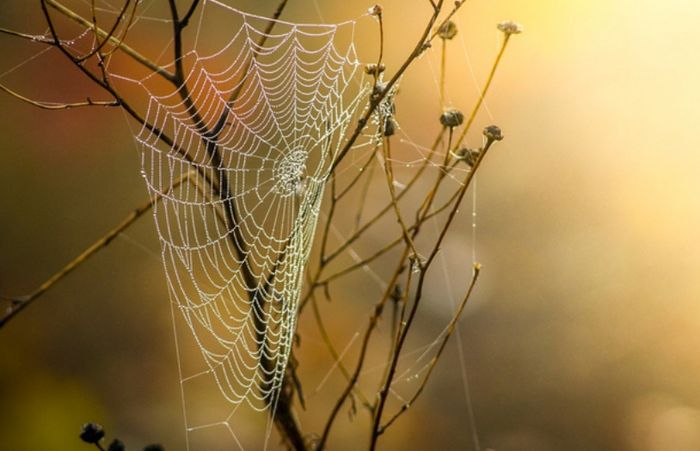 [sortie enfants] Même pas peur des araignées à Pont-Saint-Martin