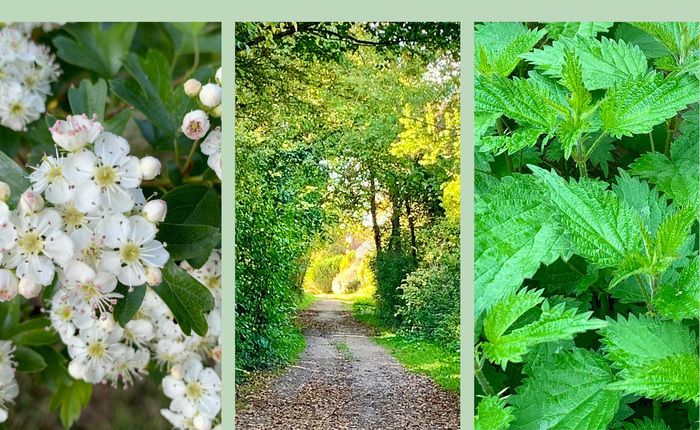 Découverte des Plantes Sauvages Comestibles et Médicinales