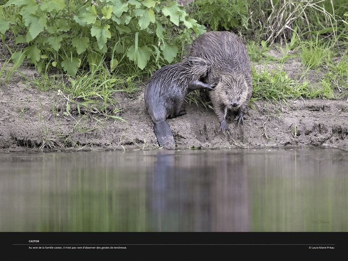 A la recherche du Castor