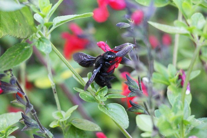 Découvrez les pollinisateurs du bord de Loire