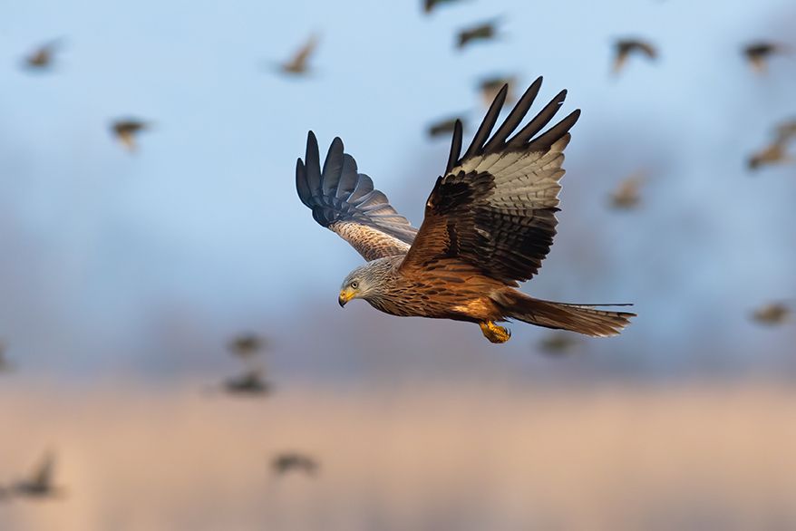Eurobirdwatch : Journée européenne de la migration à Besançon