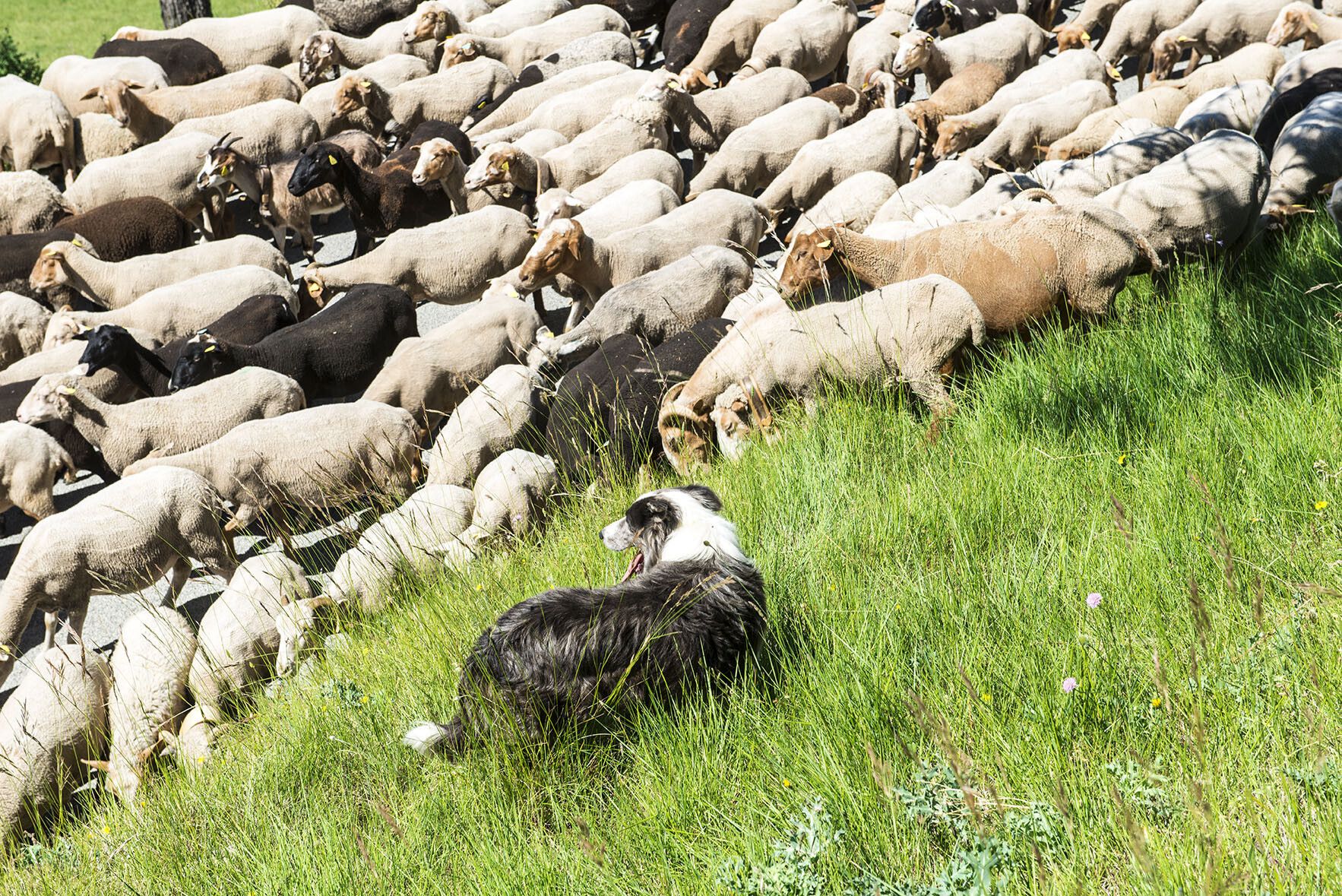 Autour du Pastoralisme au féminin