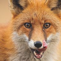 Expo : Vive le renard !