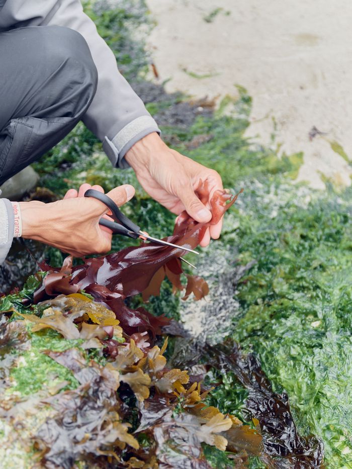 Sortie découverte des algues marines