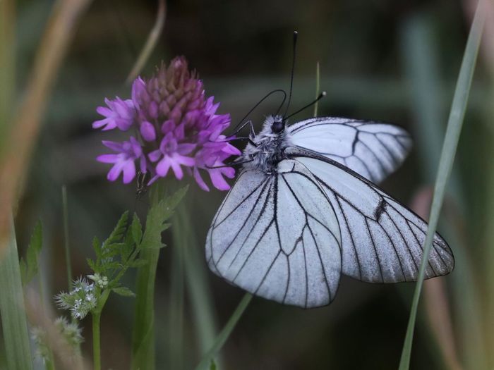 Les insectes et leurs sciences participatives