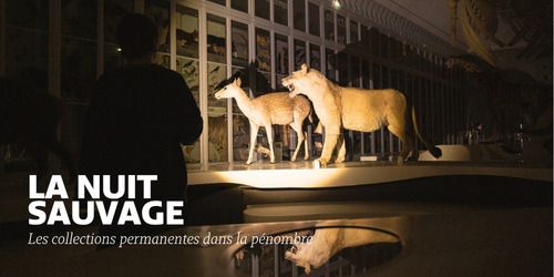 La nuit sauvage - Visite des collections permanentes dans la pénombre