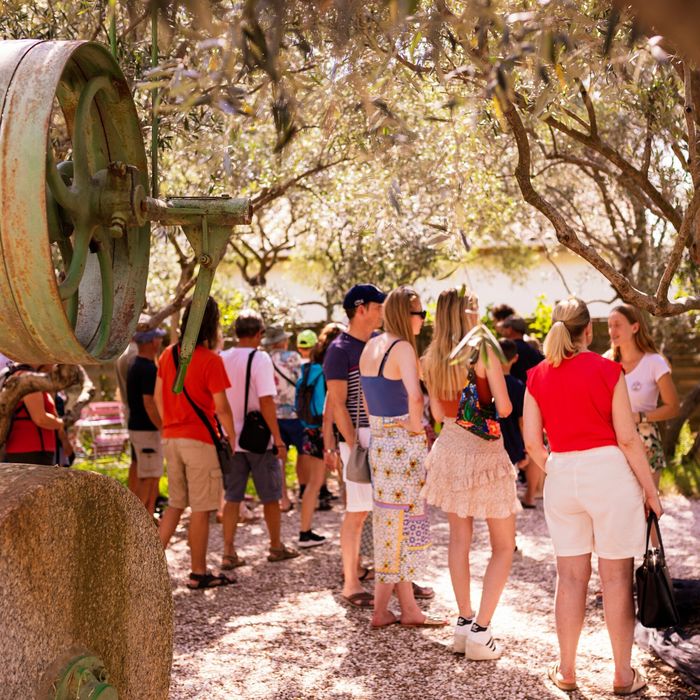 Guided tour : The Odysse of the olive tree