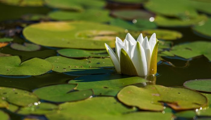 Création d'une mare : refuge pour la biodiversité !