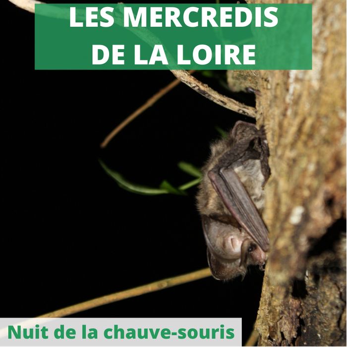 Nuit de la chauve-souris