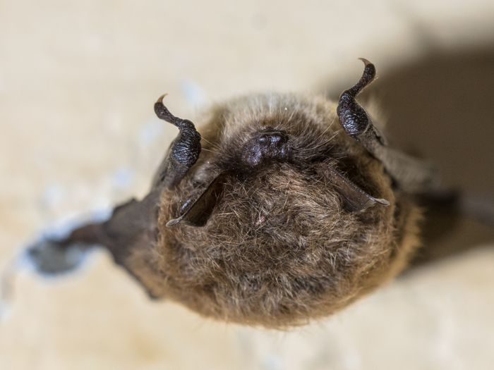 Nuit de la Chauve-souris en forêt de Crécy