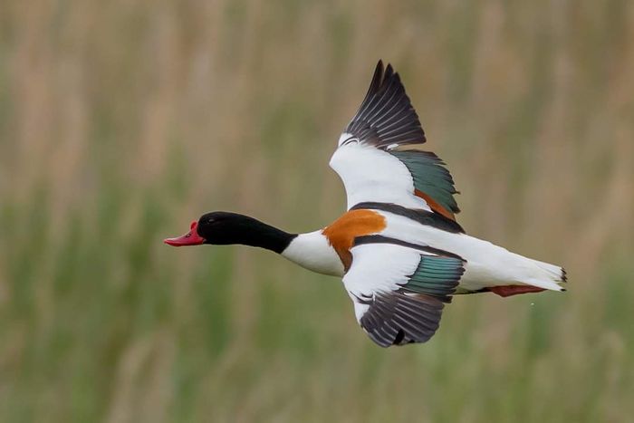 Les anatidés, passereaux et rapaces de la réserve du Blankaart (Belgique)