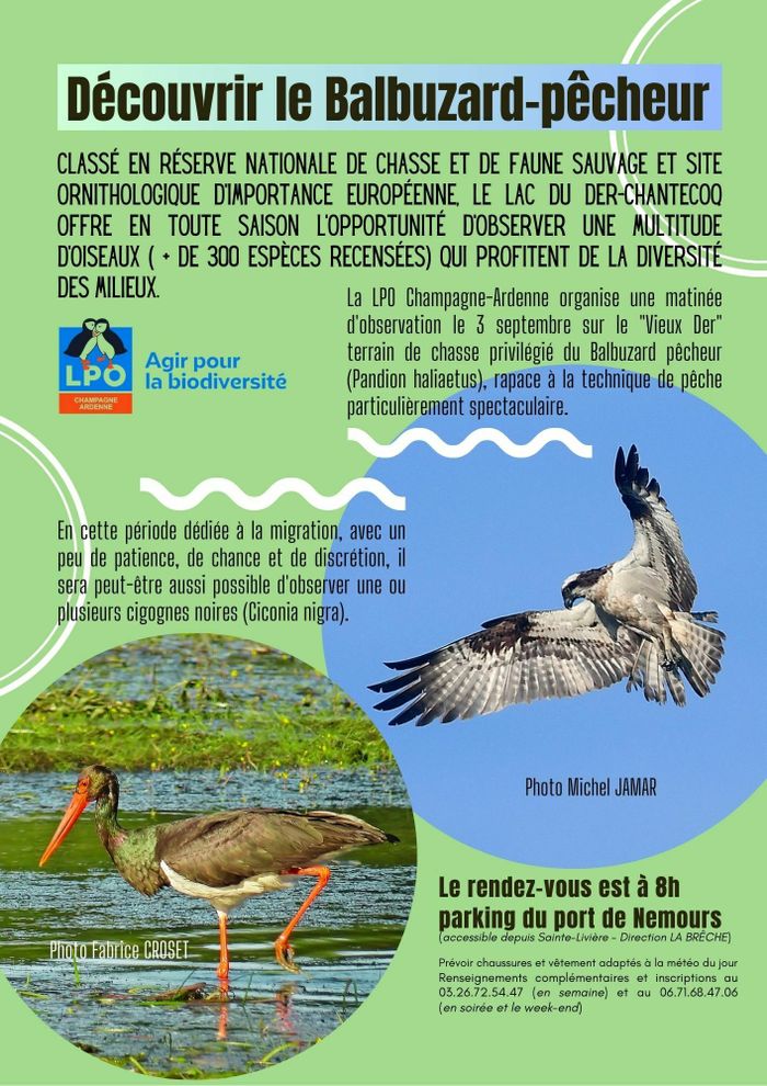 Découvrir le Balbuzard pêcheur