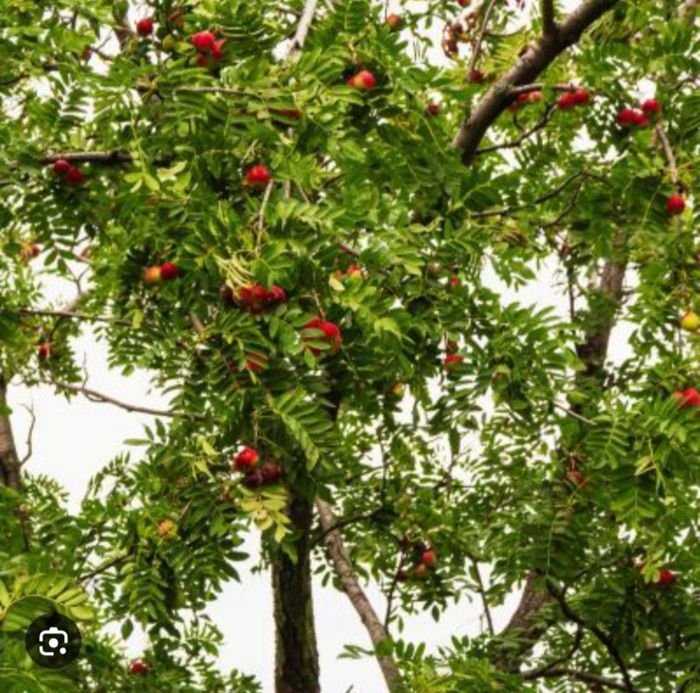 Un arbre à réhabiliter : le Cormier