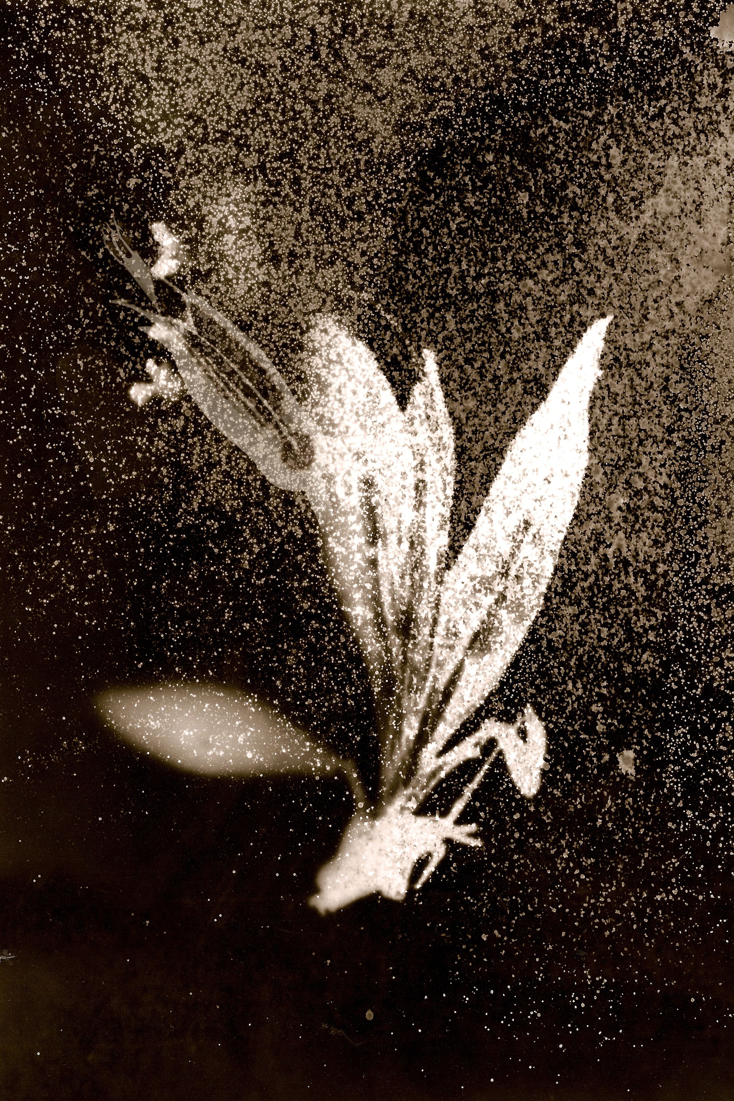 Exposition 3 x photographes, Catherine Larré, Anaïs Tondeur, Silvana Reggiardo - Galerie la Ferronnerie/Brigitte Négrier