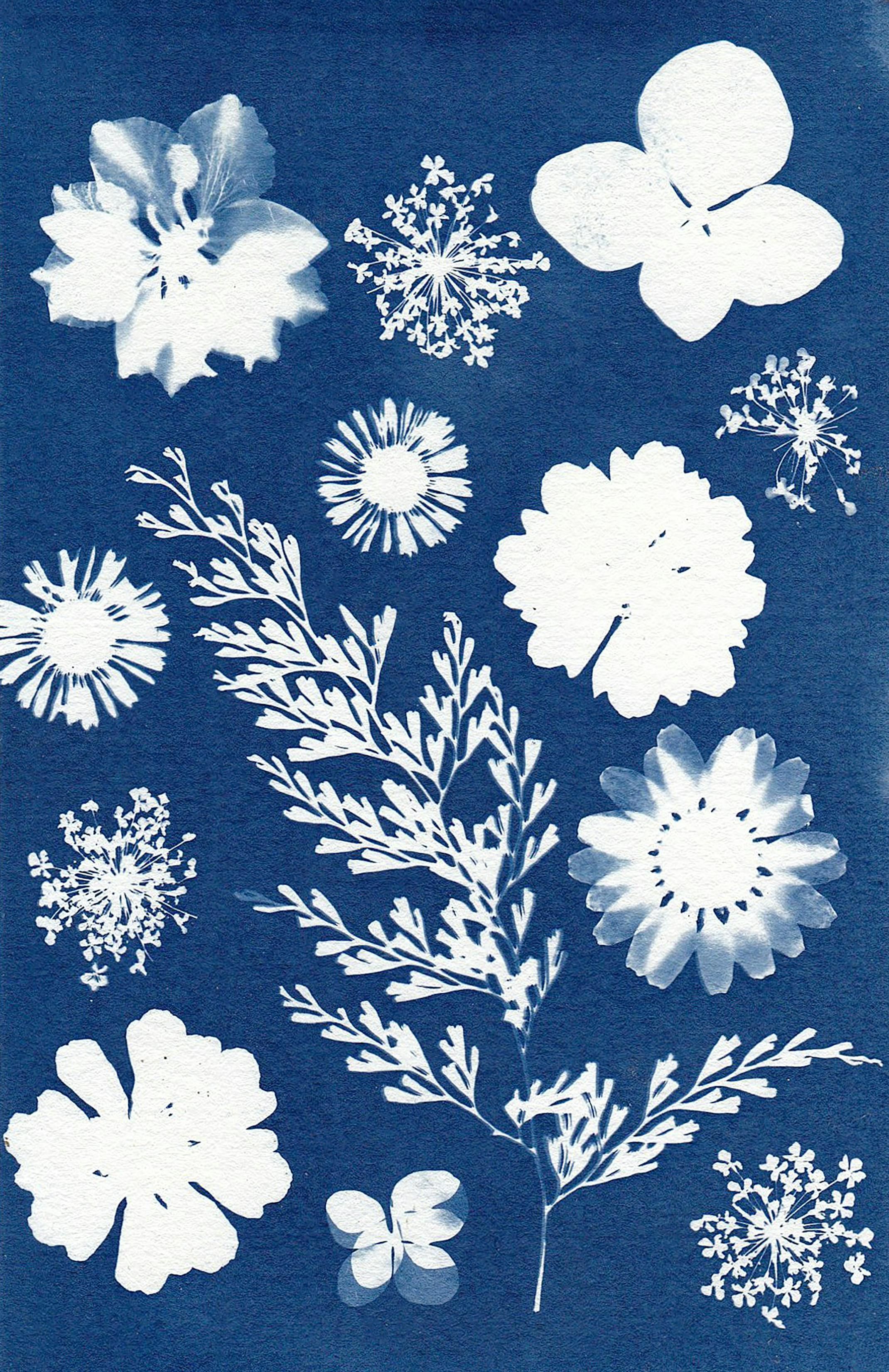 Atelier : Cyanotype