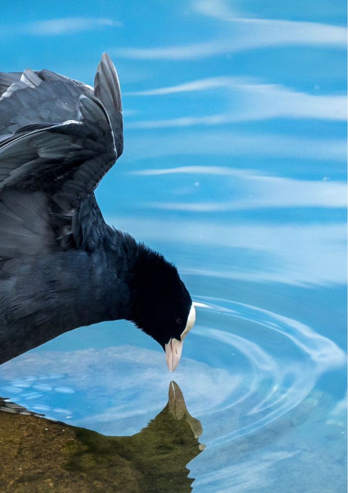 tête d'une poule d'eau avec le bec effleurant la surface de l'eau au bord du lac