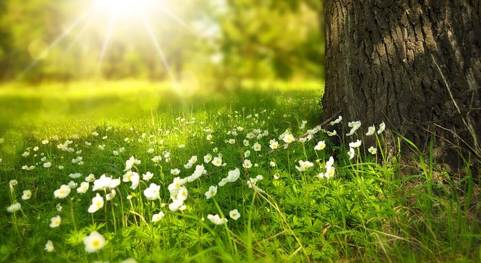 Les fleurs des zones humides