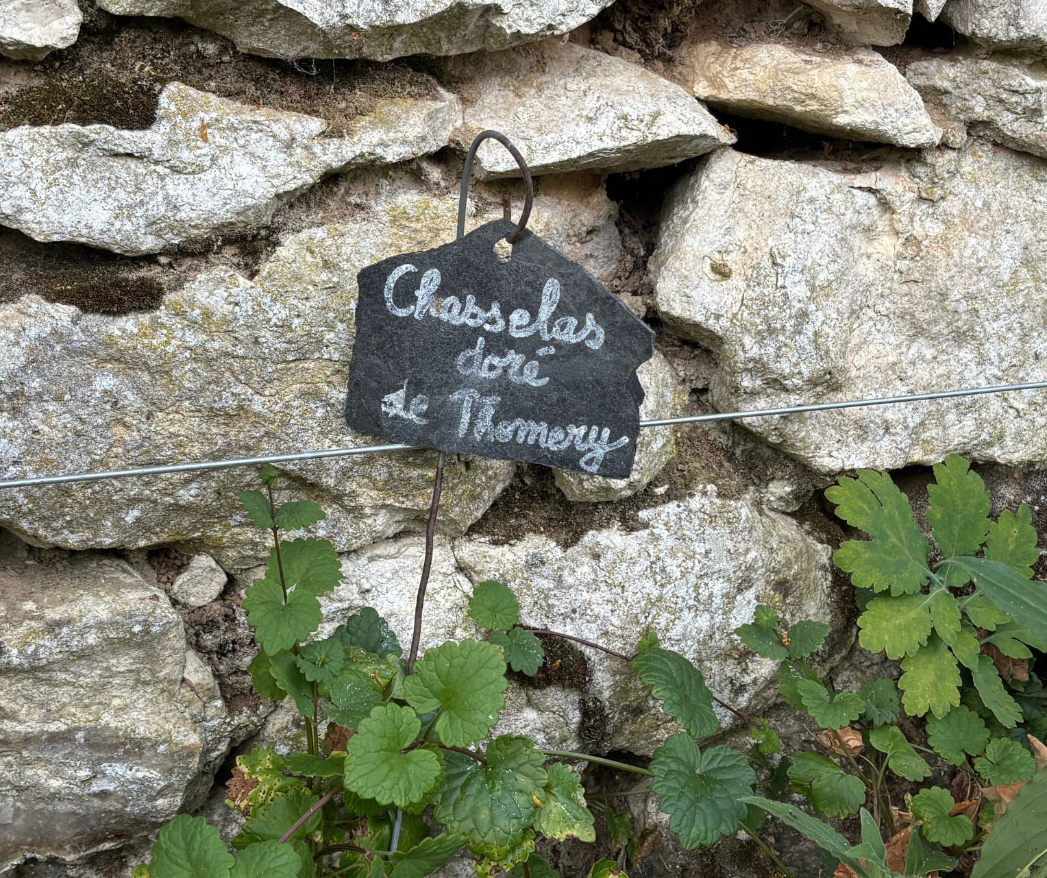 Découverte du jardin viticole pédagogique