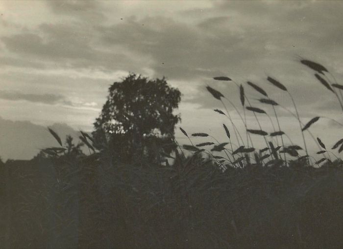 Exposition de Raoul Hausmann (1886-1971), Photographies, La face cachée de l’œuvre - Galerie Gilles Peyroulet & Cie