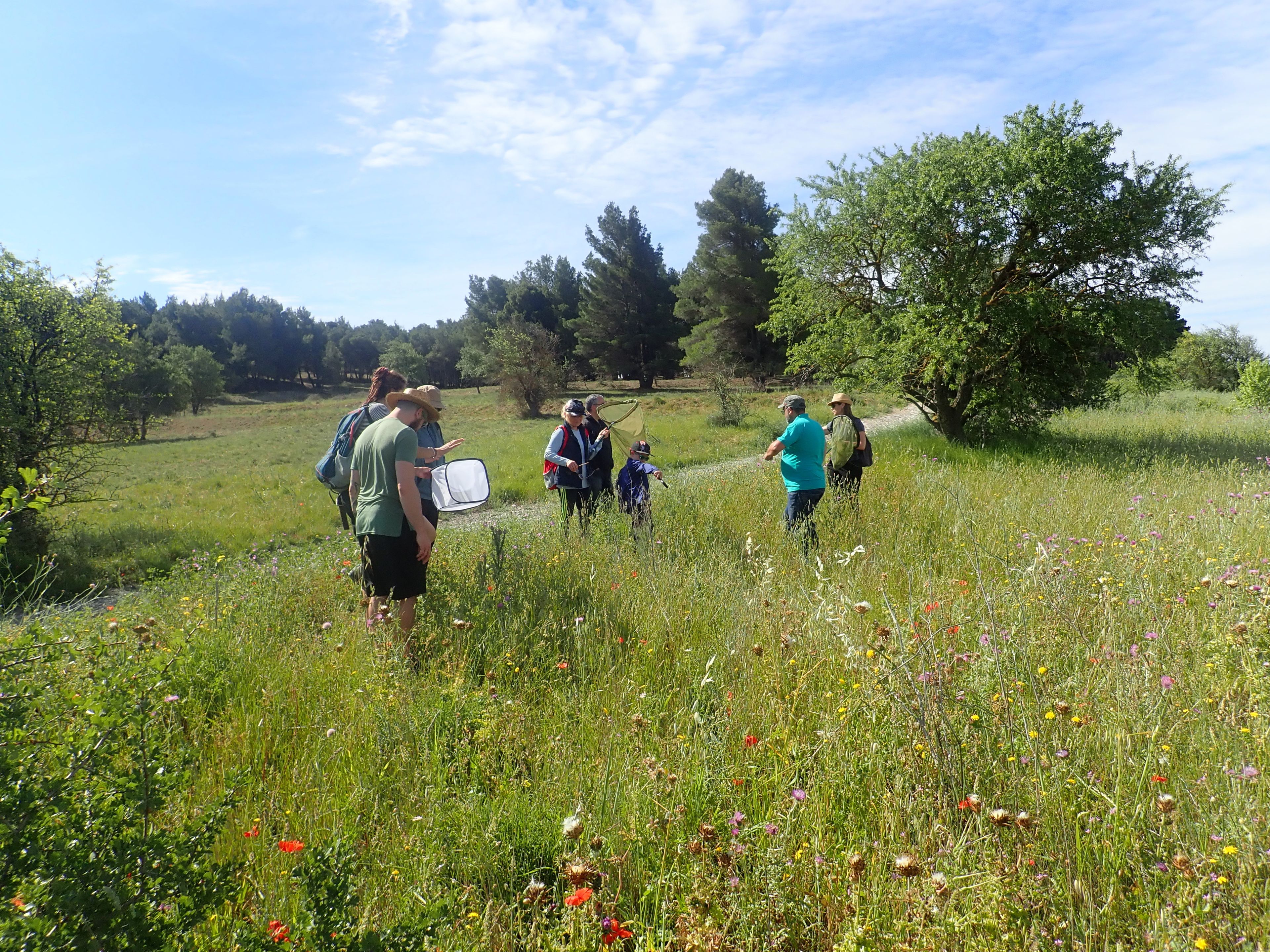 Les insectes à portée de main